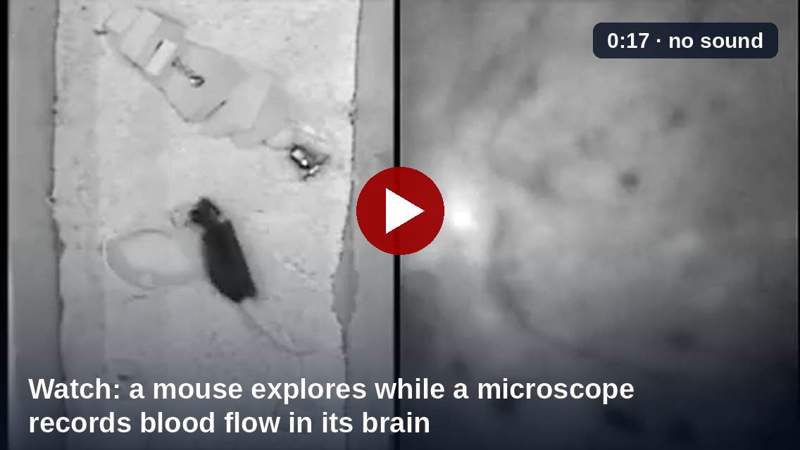 Watch the 17-second spotlight video: a mouse explores an enriched environment while a head-mounted microscope records blood flow in its hippocampus