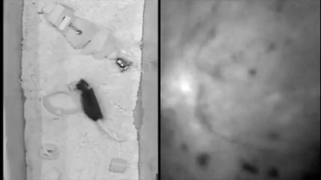 Ge and Xiong labs: watching the brain as a mouse explores