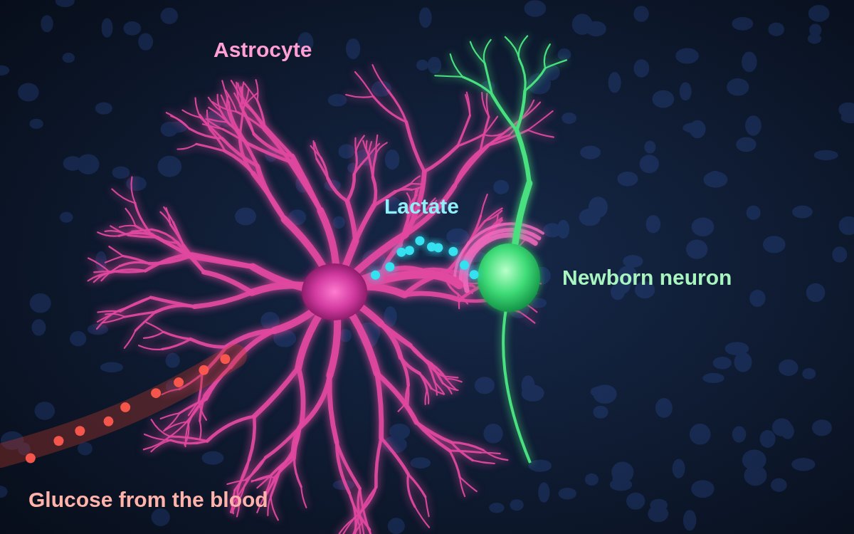 Illustration of an astrocyte taking in glucose from a blood vessel and passing lactate to a neighboring newborn neuron